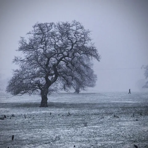 A bare oak tree in a snowy, foggy field: the Winter album artwork without its title.